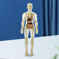 3D menschliches Skelett Anatomie Modell für Kinder