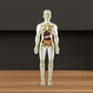 3D menschliches Skelett Anatomie Modell für Kinder