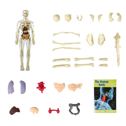 3D menschliches Skelett Anatomie Modell für Kinder