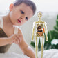 3D menschliches Skelett Anatomie Modell für Kinder