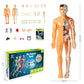 3D menschliches Skelett Anatomie Modell für Kinder