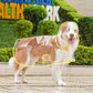 🔥50 % Rabatt🔥 Transparenter Hunde-Regenmantel – schützt vor Regen, zeigt das natürliche Fell 🐕