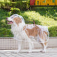 🔥50 % Rabatt🔥 Transparenter Hunde-Regenmantel – schützt vor Regen, zeigt das natürliche Fell 🐕