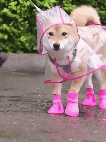 🔥50 % Rabatt🔥 Transparenter Hunde-Regenmantel – schützt vor Regen, zeigt das natürliche Fell 🐕